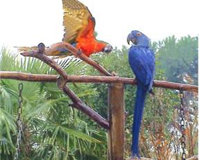 Rainbow macaw, hyacinth macaw