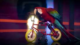 Papageien Fahrrad